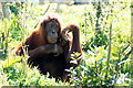 Sumatran Orangutan (Pongo abelii) at Chester Zoo