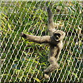 Silvery Gibbon (Hylobates moloch) at Chester Zoo