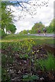 Cowslips by the Ongar Road