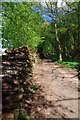 Wood Pile Near Skreens Park