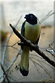 Inca Jay (Cyanocorax yncas) at Chester Zoo