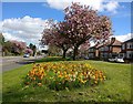 Flowers and blossom along Aylestone Road