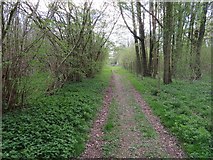 SU5952 : Permissive path through Wootton Copse by Mr Ignavy