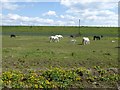 Horses and ponies in front of King George