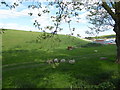 Sheep grazing the slope of King George