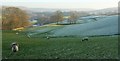 Sheep near Barden Tower