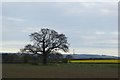 Tree in a field