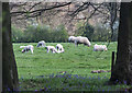 Sheep in the Fields near Bluebells in Dockey Woods, Hertfordshire