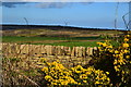 Gorse, wall and moor