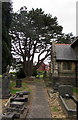 ST2688 : Yew in St John the Baptist churchyard, Rogerstone, Newport by Jaggery