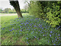 Bluebells near Sandy Lodge Golf Club, Moor Park