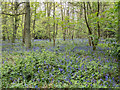 Bluebells in Oxhey Woods, Oxhey