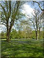 Trees in the grounds of Tortworth Court