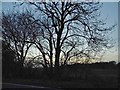 Trees by Hadham Road, Horse Cross