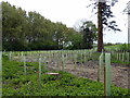 Newly Planted English Oaks