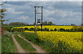 Oil seed rape crop at Thurcaston