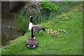 Canada geese with chicks