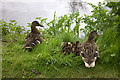 Mallard ducklings by Wey navigation