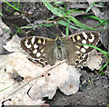 Speckled Wood butterfly (Pararge aegeria)