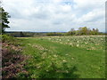 TQ4621 : Grassland near Uckfield by PAUL FARMER