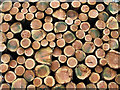 S7040 : Stacked Logs by kevin higgins