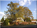 Trees on the corner of Lime Grove and The Street