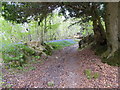 Footpath going uphill in Little Sheepwash Wood