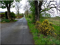 H5173 : Crocknacor Road, Killycurragh by Kenneth  Allen