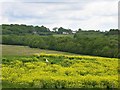 Cripps Corner from Hurst Lane, Sedlescombe