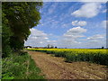 Field of Rapeseed alongside Barnsdale Avenue