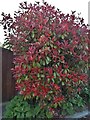 Photinia bush in Stoke by Clare