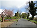 Flowering Cherry on Low Common Road, Deopham