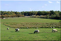 SJ9314 : Pasture north-east of Penkridge, Staffordshire by Roger  D Kidd