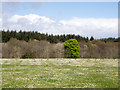 Field with daisies