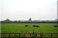 Cattle by the A303