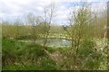 Young trees and a pond