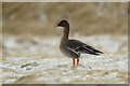 HP6514 : Tundra Bean Goose (Anser serrirostris), Norwick by Mike Pennington
