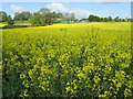Field of yellow rapeseed flowers, Cookham Dean