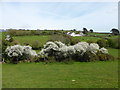 Blackthorn near Cucurrian