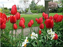 NZ1366 : Tulips in the Memorial Park, Heddon on the Wall by Andrew Curtis