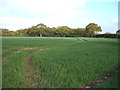 Crop field towards woodland