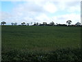 Crop field near Kirby Cross