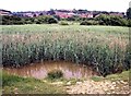 South Saxons reed bed looking towards West St Leonards