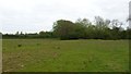 Grassland near Withybrook Grange