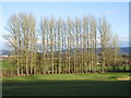 Strathmore Golf Centre, 17th hole, The Poplars