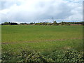 Crop field off Walton Road