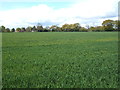 Crop field, Beaumont-cum-Moze