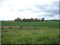 Crop field near Great Oakley