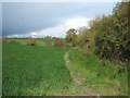 Crop field and hedgerow, Great Oakley