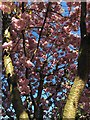 Cherry blossom in a suburban garden